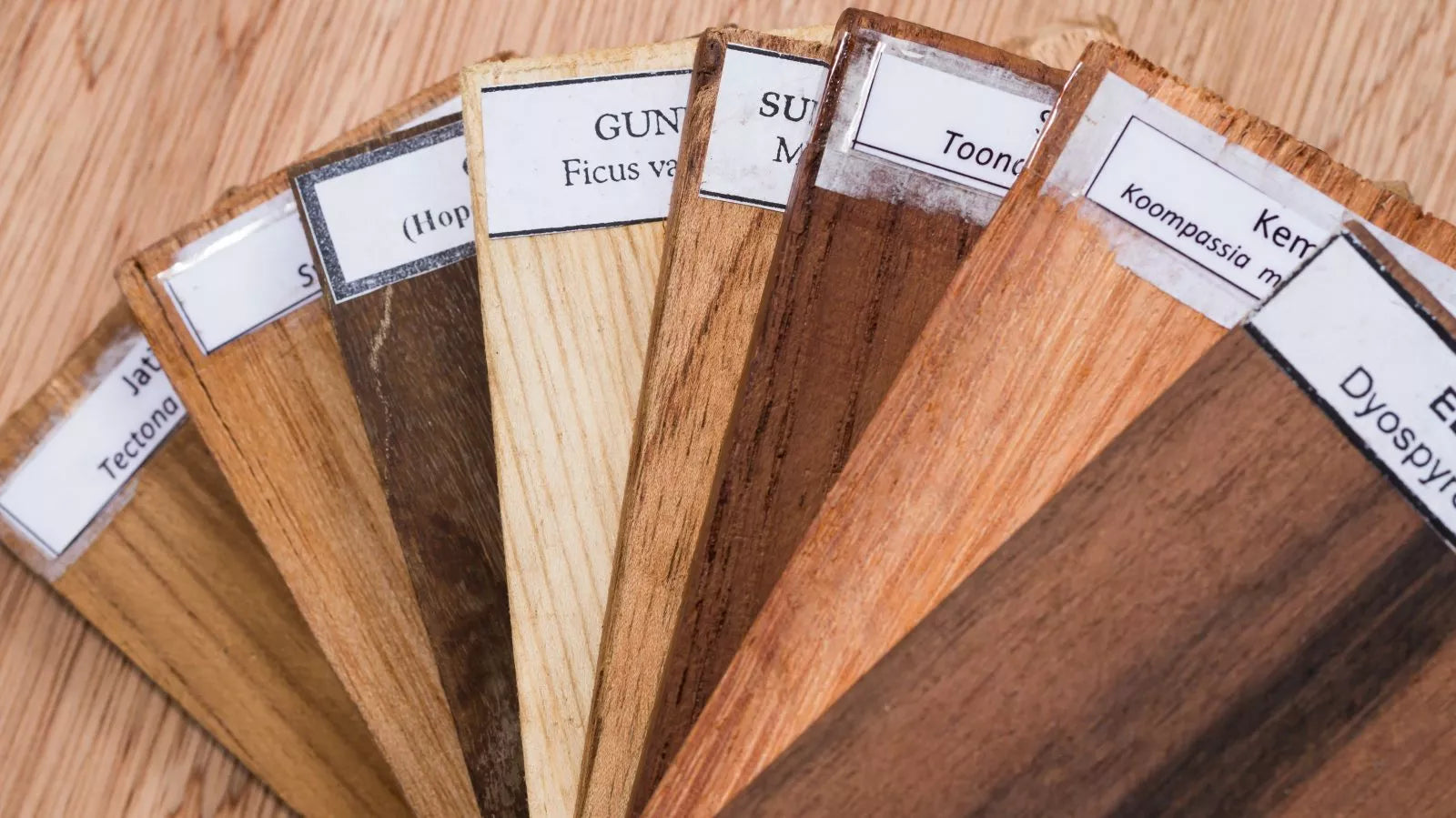 From Forest to Furniture: Your Definitive Guide to Choosing and Caring for Wood